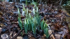 emerging wet snowdrops