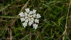 Fri 1st<br/>umbellifer