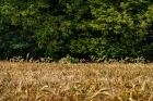 trees and fields