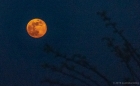 easter moon