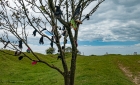 glove tree