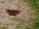 Sun 13th<br/>peacock butterfly
