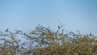three goldfinches