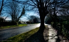 contre jour beech tree