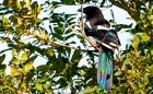 Thu 6th<br/>hiding magpie