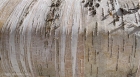 sideways birch