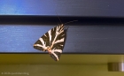 euplagia quadripunctaria