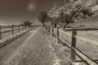 path through paddocks