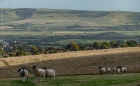 where sheep may safely graze