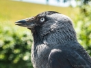 Fri 22nd<br/>corvid