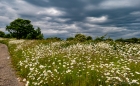 daisies