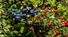 sloe bloom