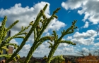 Thu 7th<br/>cryptomeria japonica <i>spiralis</i>