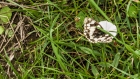 Mon 24th<br/>marbled white on convolvulus