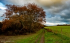 last leaves of autumn