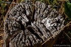 stump