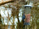 Mon 19th<br/>nuthatch