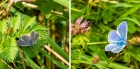 small blue - adonis blue