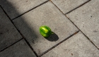 Sat 19th<br/>green pepper