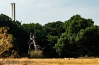 chimneys - oak