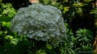hydrangea