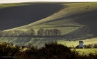 stand of pale trees