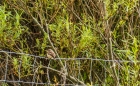 Sun 21st<br/>stonechat