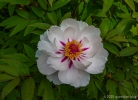 Wed 23rd<br/>open peony