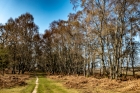 Tue 2nd<br/>stand of birch
