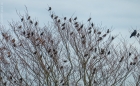 Wed 10th<br/>starlings
