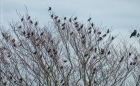 starlings