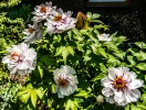 tree peony<i> (paeonia)</i>