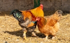 hen and cock