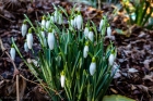 snowdrop