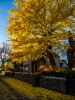 Sat 18th<br/>gingko biloba