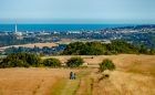 dry grass