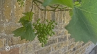 baby grapes